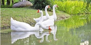 抖音網(wǎng)紅大鵝 搞潛規(guī)則,潛規(guī)則背后的真相