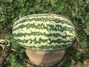 壽光網(wǎng)紅大瓜,一場網(wǎng)絡(luò)輿論的風(fēng)暴